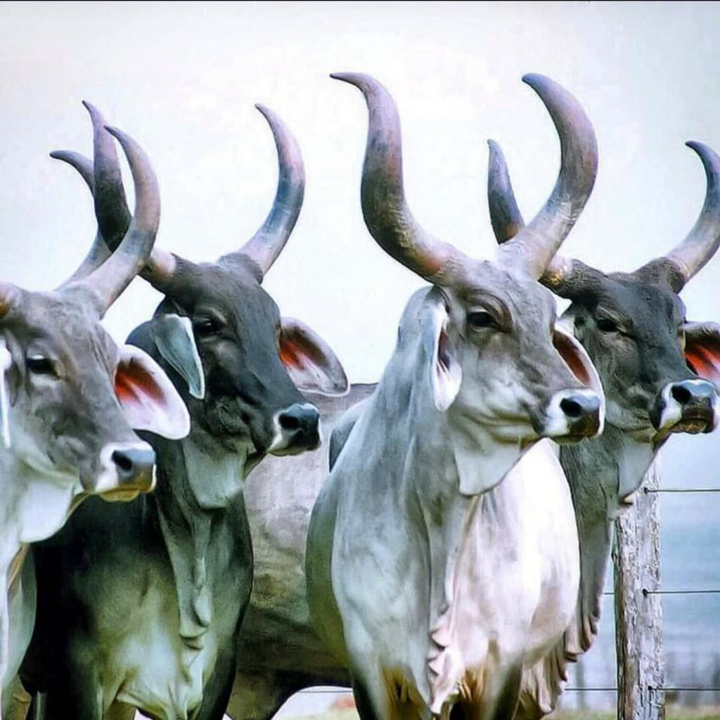 Why Desi Cow Ghee Is Essential for a Healthy Lifestyle