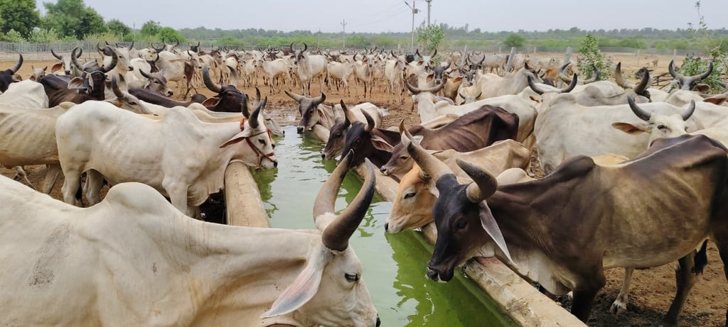 Why Desi Cow Ghee Is Essential for a Healthy Lifestyle