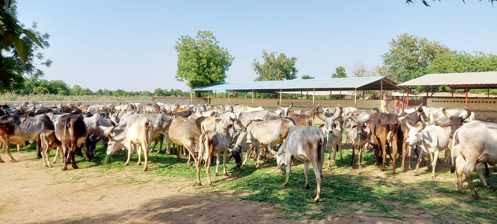 SarvaSaha Shuddh Ghee – Pure Desi Cow Ghee You Can Trust